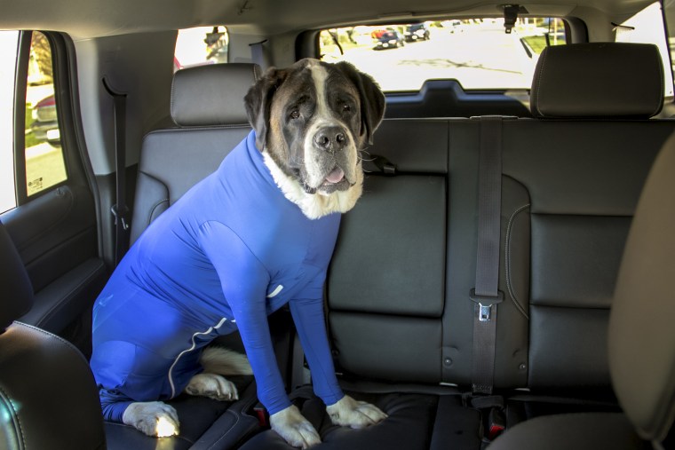 Harley, the dog who inspired Tyson Walters to create the Shed Defender.