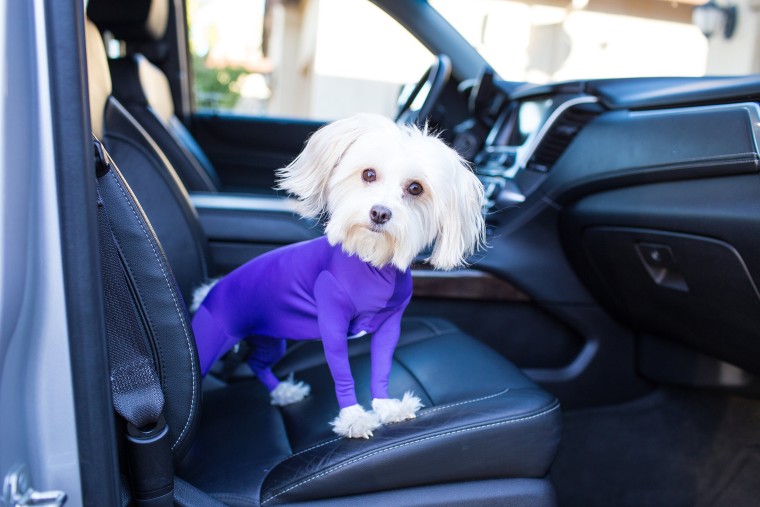 The Shed Defender has a zipper on the bottom which can be released when you take your dog out to relieve himself.