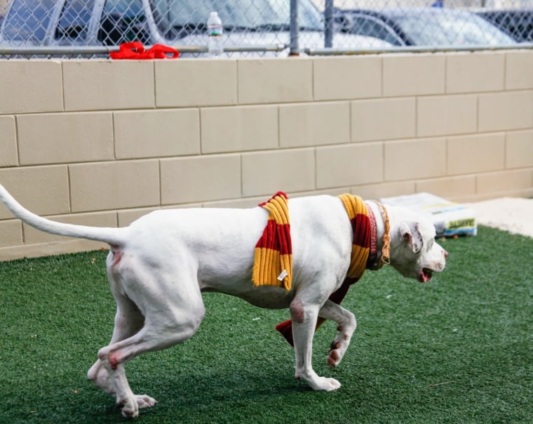 Dogs are tested by an animal behaviorist in the shelter's play yard, where they play with four different toys that will determine their house placement.