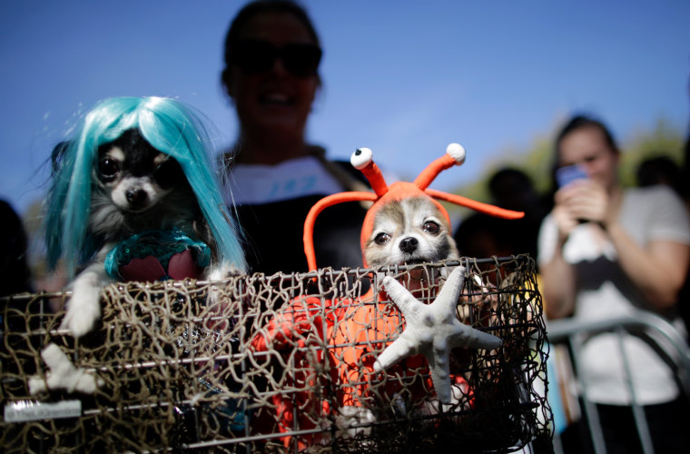 Image: Dogs in Halloween costumes attend the Annual Tompkins Square Halloween Dog Parade on Oct. 21 in New York.