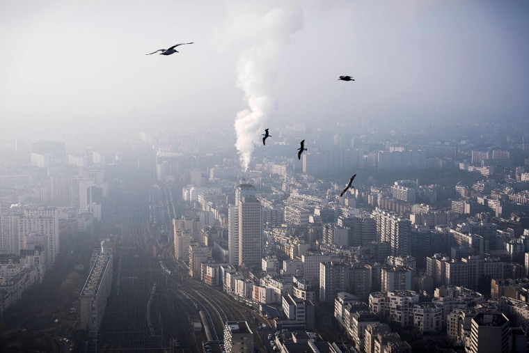 Image: Seagulls flying over the roofs tops of Paris