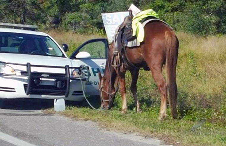 Image: Polk County Sheriff's deputies arrested a Polk City woman for DUI on a horse in Lakeland, Florida.