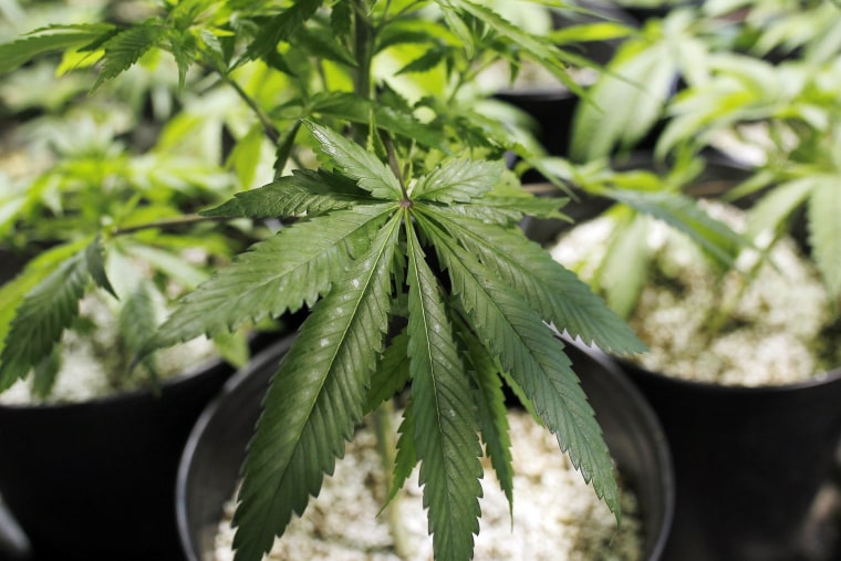 Image: Marijuana Plant