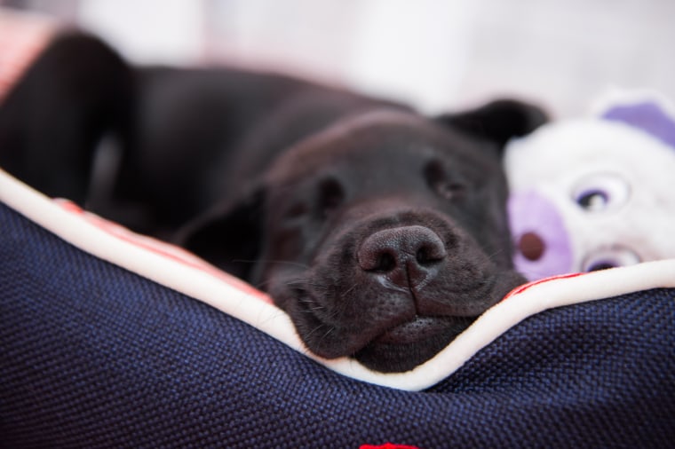 TODAY's puppy with a purpose meets the Olympic women's gymnastics team, gets a new bed and toys from PetSmart and gets a name: Charlie!