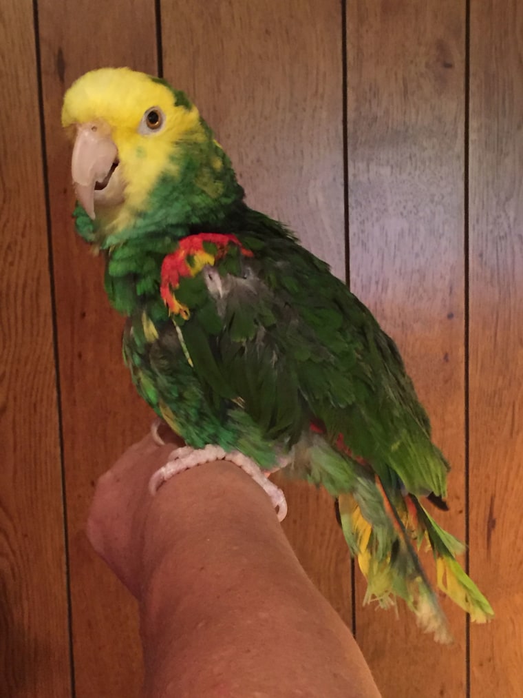 Diego the parrot's cries for help attracted the police's attention