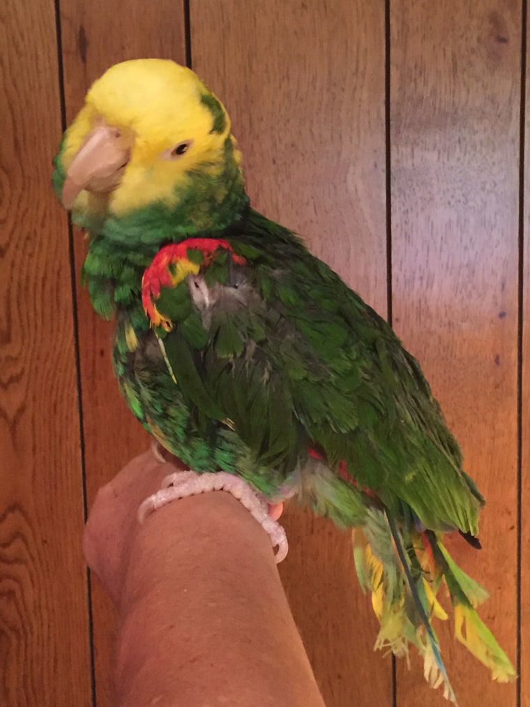 Diego the parrot's cries for help caused the police to visit