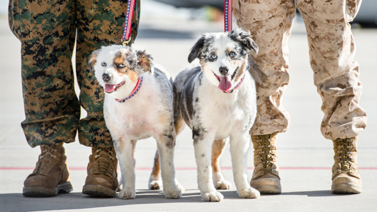 Dogs on Deployment helps take care of pets while military personnel are deployed
