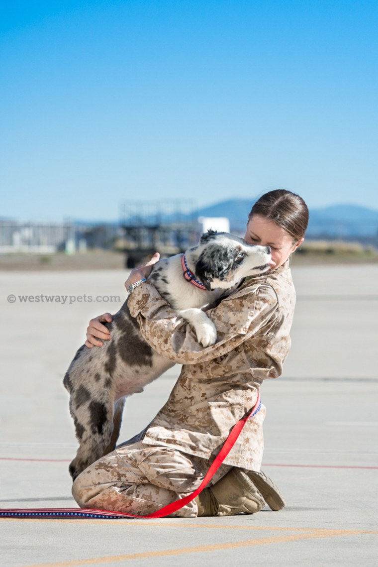 Dogs on Deployment helps take care of pets while military personnel are deployed