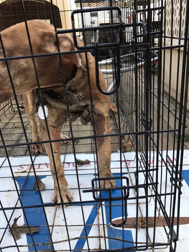 50 dogs rescued from suspected dog fighter