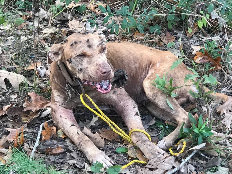 50 dogs rescued from suspected dog fighter