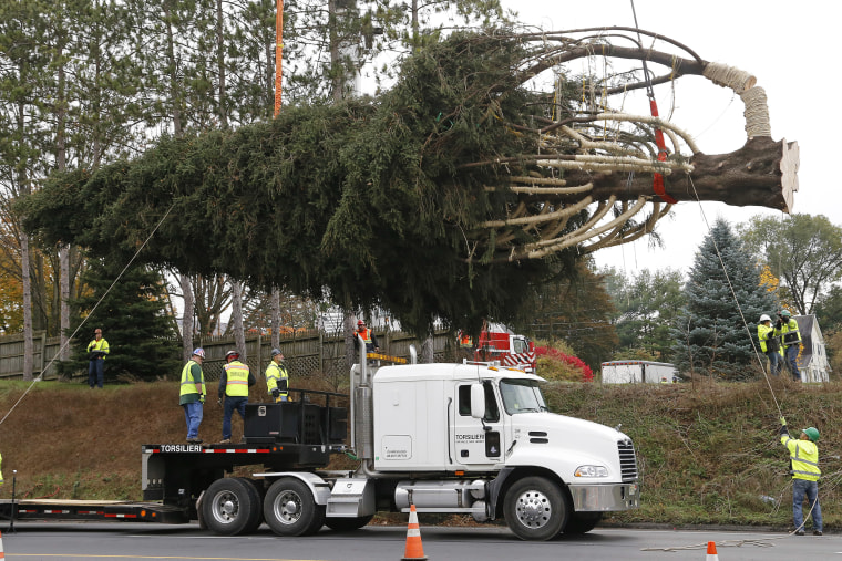 On Thursday the Pennsylvania tree was cut and readied for a road trip to the big city.