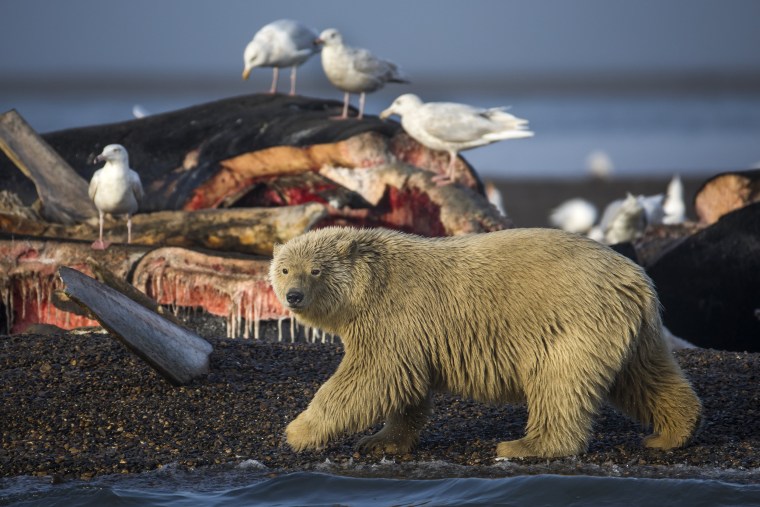 Image: Threatened Polar Bears Find Sanctuary in Alaskan Village