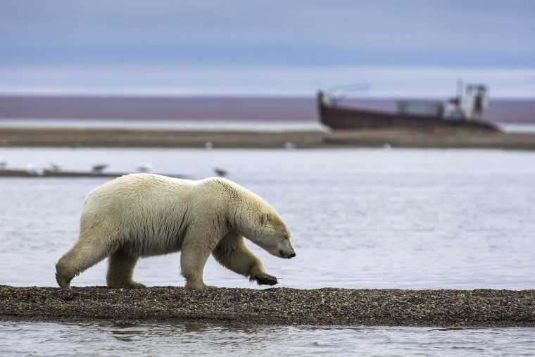 Image: Threatened Polar Bears Find Sanctuary in Alaskan Village
