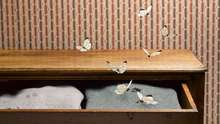 Moths in Sweater Drawer