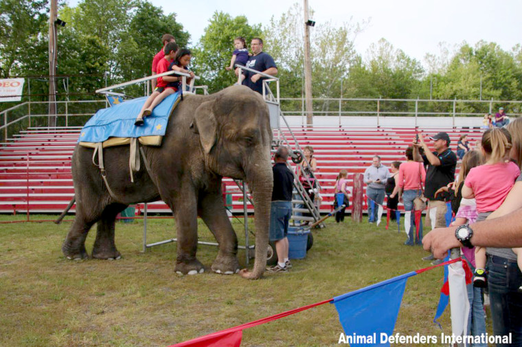 Image: Minnie the elephant at the Connecticut Commerford Zoo.