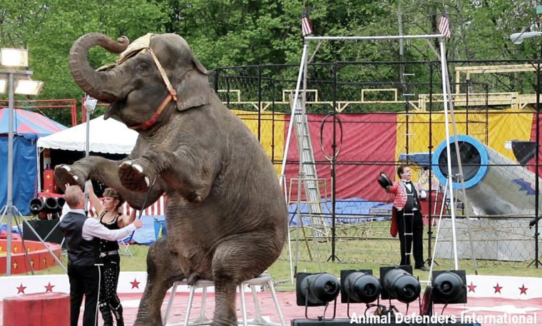 Image: Minnie the elephant at the Connecticut Commerford Zoo.