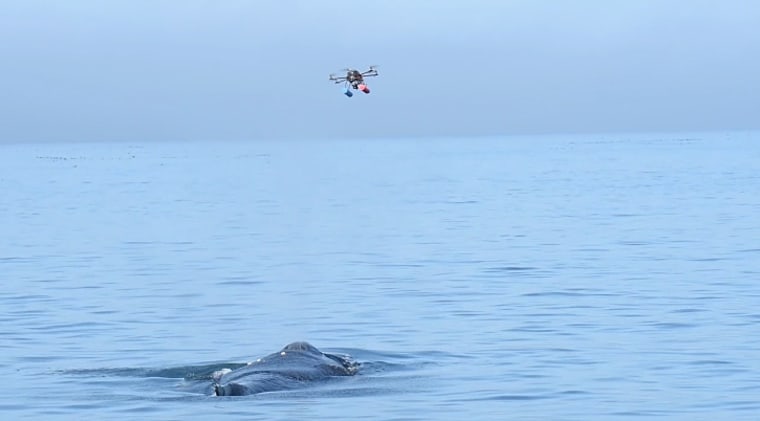 Image: Humpback whale