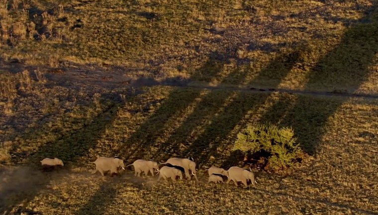 Image: Elephants