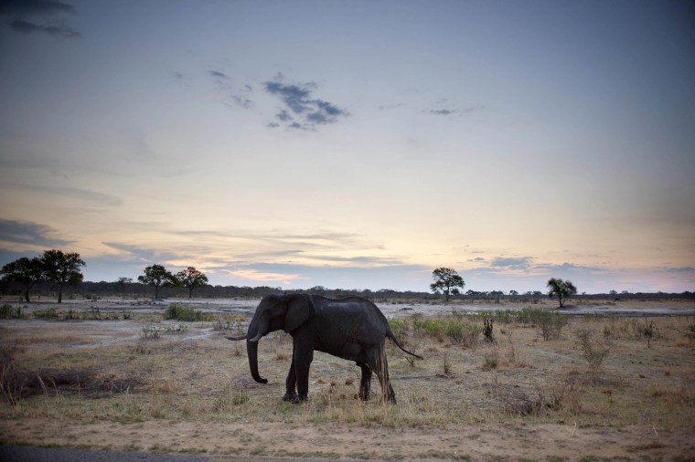 Trump administration lifts ban on importing heads of hunted elephants