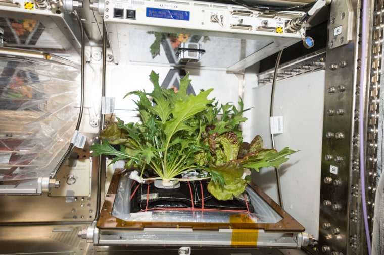 Image: Vegetable harvest on the International Space Station
