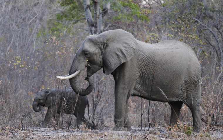 Image: Elephants graze inside Zimbabwe's Hwange National Park