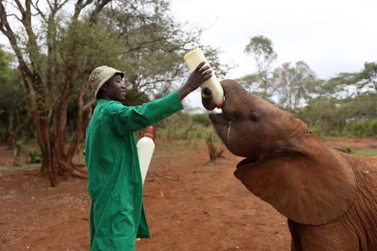 Image: Feeding a Baby Elephant