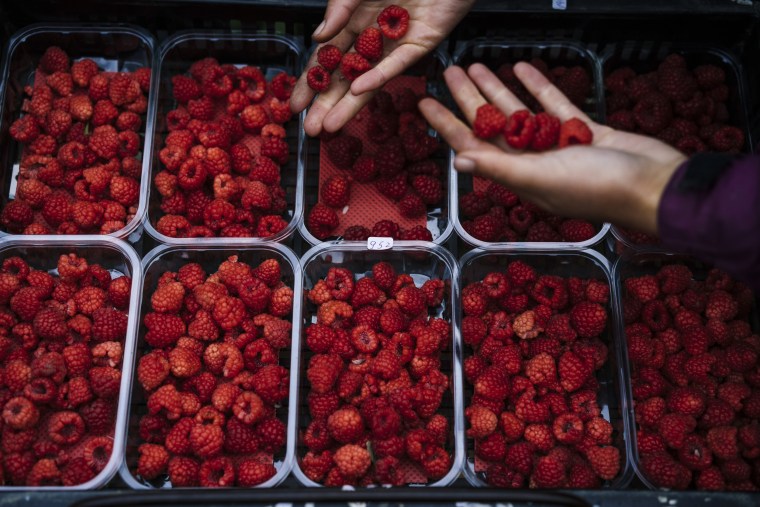 Image: Bulgarian fruit picker Elena Hoola sorts freshly picked raspberries