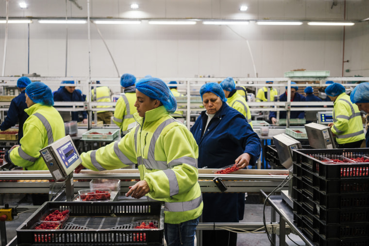 Image: Workers weigh punnets of raspberries before they are sealed for transport