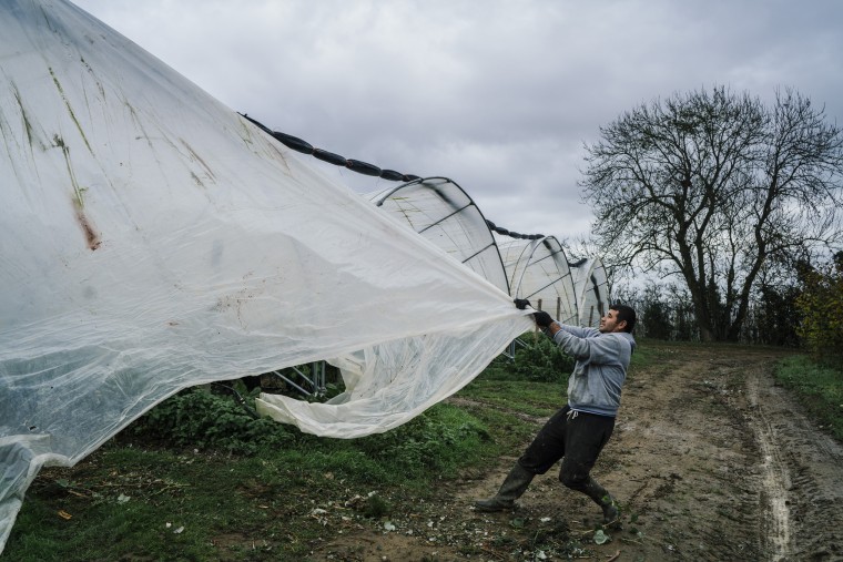 Image: A Bulgarian worker removes plastic sheeting from a tunnel used to grow raspberries