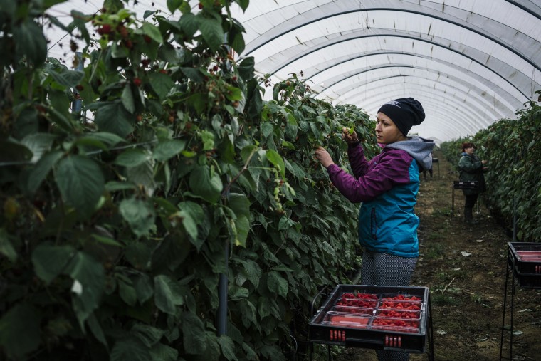 Image: Bulgarian fruit picker Elena Hoola