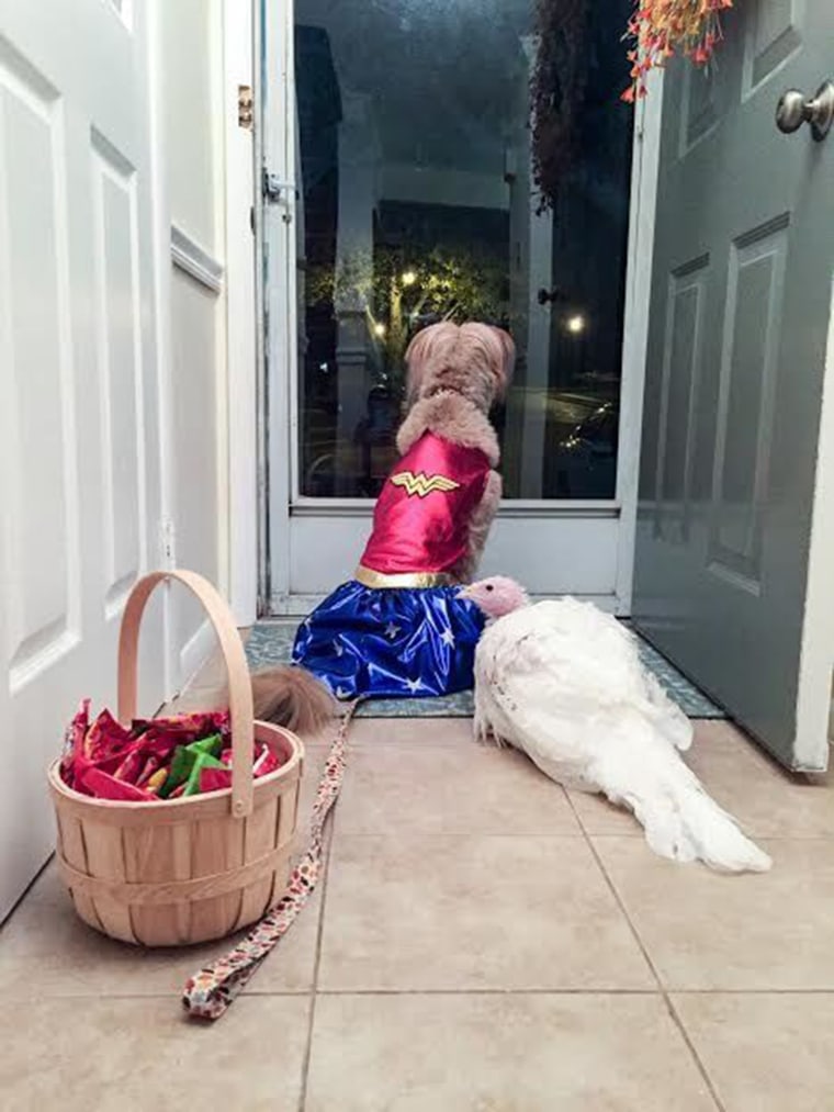 Rescue dog and rescue turkey are the best of friends