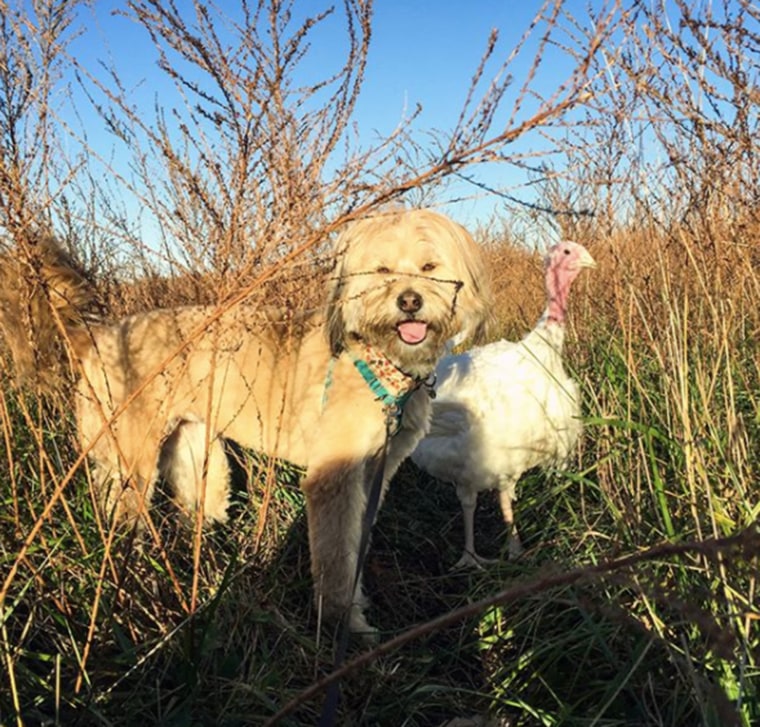 Rescue dog and rescue turkey are the best of friends