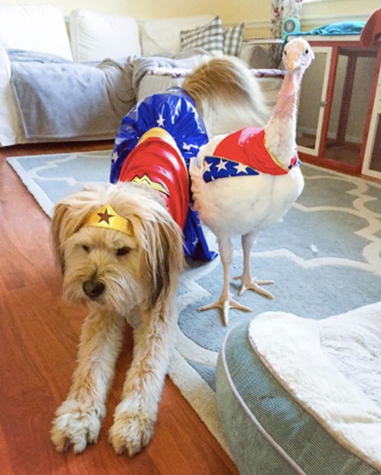 Rescue dog and rescue turkey are the best of friends