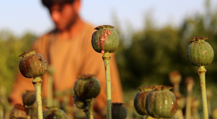 Image: The UN says opium production in Afghanistan grew by 87 percent in 2017.