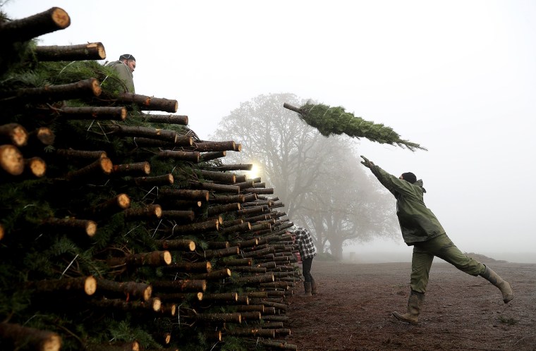 Image: Oregon Christmas Tree Farm Harvests Trees For Upcoming Holiday Season