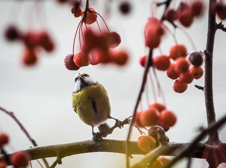 Image: GERMANY-ANIMALS-BIRD