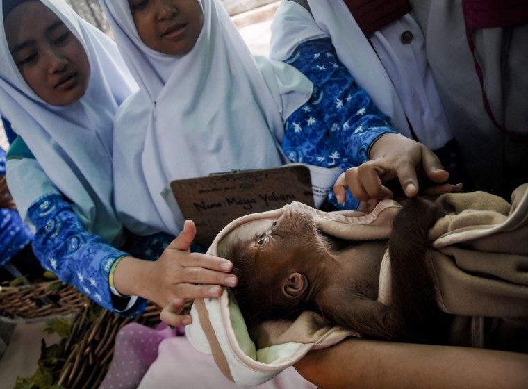 Image: INDONESIA-ORANGUTAN-BORN