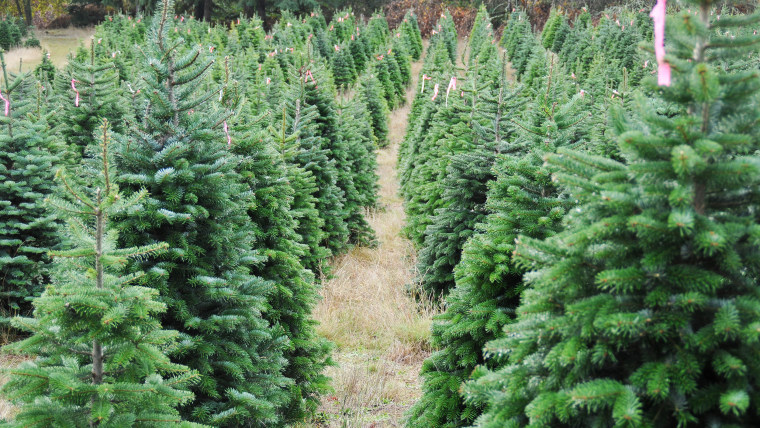 Christmas tree farm