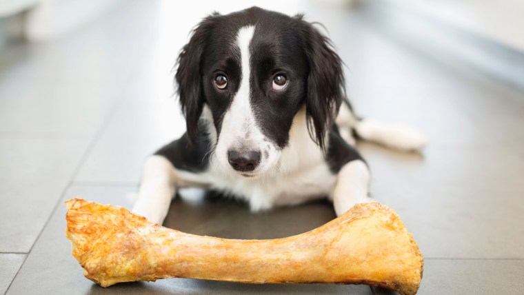 Dog has diarrhea outlet after eating chicken bone