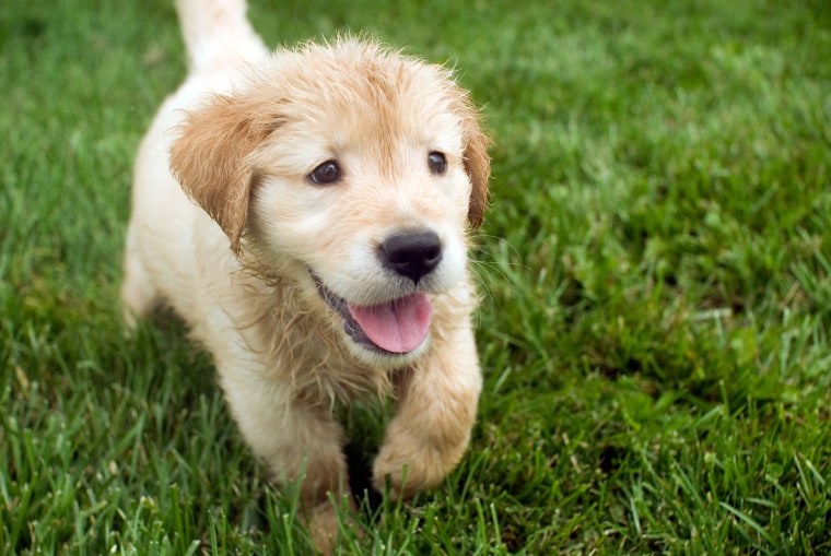 Golden Retriever Puppy