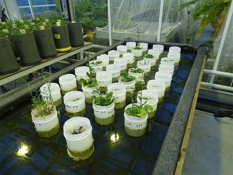 An experiment that resulted in various flowering plants, especially in a Mars soil simulant. The pots were put in water to keep the soil containing the earthworms cool.