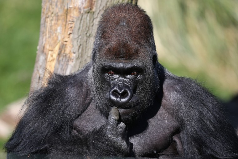 Gorillas are smart enough to take their own selfies — or smart enough not to.