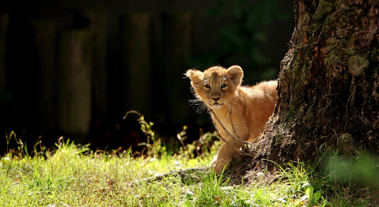 Only conservationists truly need to document a lion cub's existence.