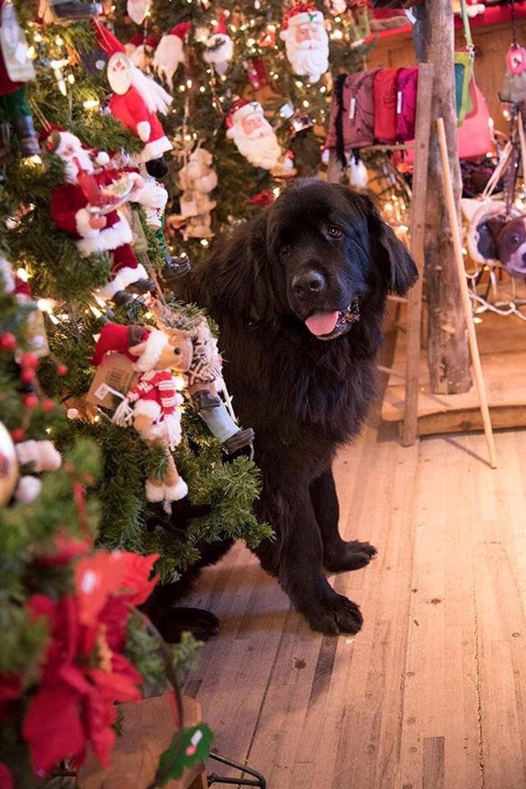 Christmas tree farm has big strong (happy) dogs to help carry your tree to your car.