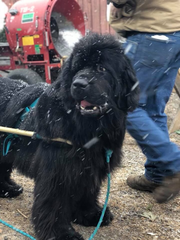 Christmas tree farm has big strong (happy) dogs to help carry your tree to your car.