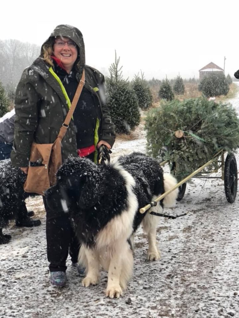 Christmas tree farm has big strong (happy) dogs to help carry your tree to your car.