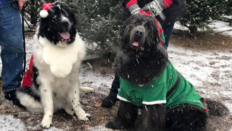 Christmas tree farm has big strong (happy) dogs to help carry your tree to your car.