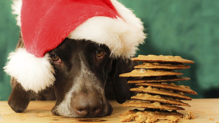 Dogs more at risk of chocolate poisoning during Christmas