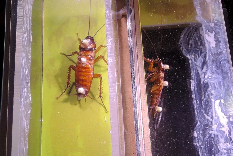 Image: Roach