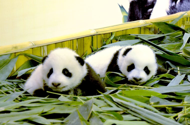 Image: CHINA-ANIMAL-GIANT-PANDA